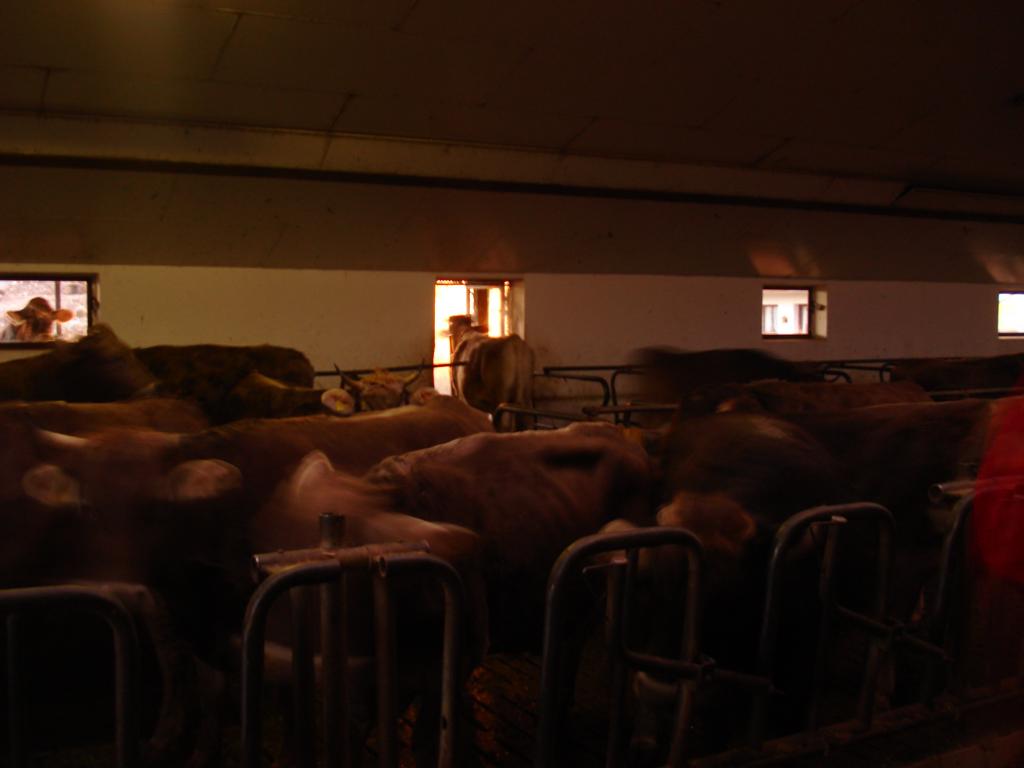 Foto: Regina Franziska Rau - Der Bereich der Kühe vom Bauern Süss - sie dürfen nun alle hier leben, ohne etwas leisten zu müssen